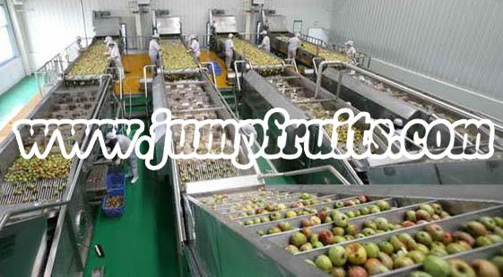 供应信息 食品机械 果蔬机械 果蔬罐头机械 > 供应优质苹果罐头生产线